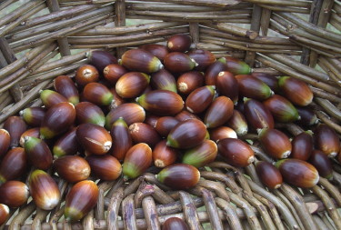 acorn4.JPG
