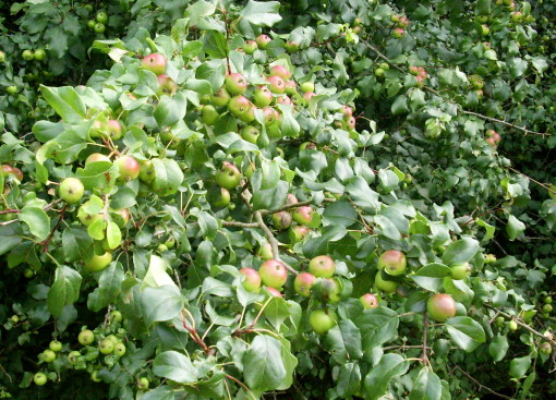 crabapple1.jpg
