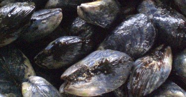 mussels3.jpg