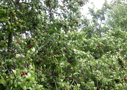 plums3.JPG